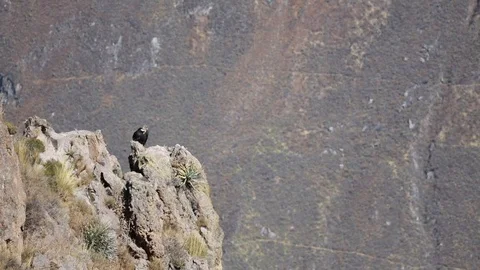 Colca canyon in Peru Stock Footage 129182960