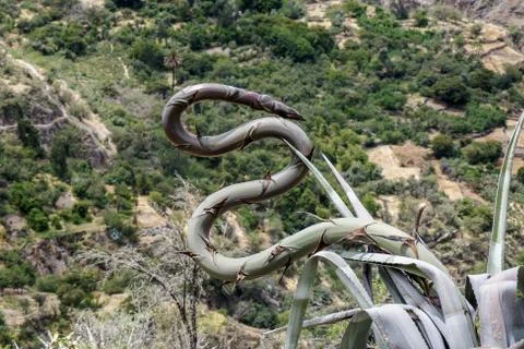 Colca Canyon, Peru Stock Photos