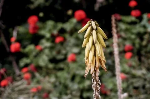 Colca Canyon, Peru Stock Photos