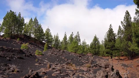 Colcanic landscape: Pine tree forest, lava field. Chinyero volcano. Tenerife, Video stock 130301060