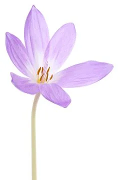 Colchicum Stock Photos