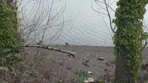 Cold and cloudy winter day near the river Stock Footage 301350308