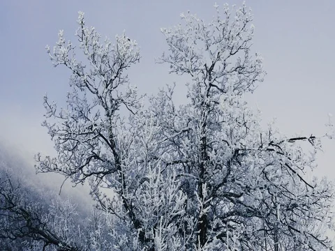 Cold and Frozen Tree Stock-Footage 73545904