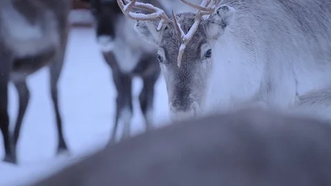 The Cold And Sad Looking Face Of A Caribou At Winter Season In Finland - Stock Footage 126958643