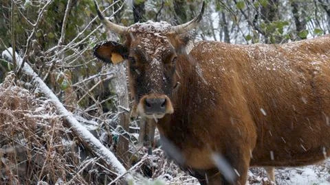 Cold and snow Stock Photos