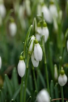 Cold and wet days keep the snowdrops closed Stock Photos