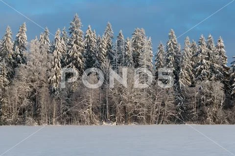Cold and winter landscapes with snow in Russia Stock Photos