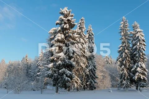 Cold and winter landscapes with snow in Russia Stock Photos