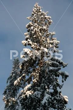 Cold and winter landscapes with snow in Russia Stock Photos