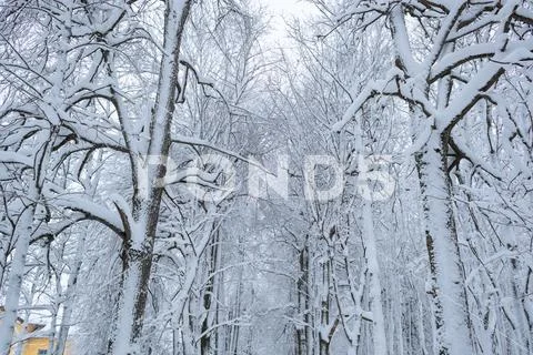 Cold and winter landscapes with snow in Russia Stock Photos