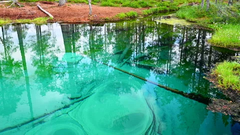 Cold artesian spring in marshland in northern Sweden Stock Footage 245820638