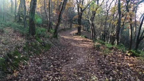 Cold Autumn Day in the Forest around Beglik Tash Motion Stock Footage 247999961