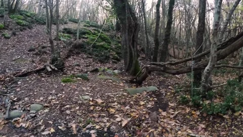 Cold Autumn Day in the Forest around Beglik Tash Stock-Footage 247999980