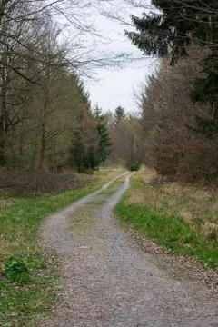 Cold Autumn Forest Path Bare Branches Green Tire Tracks Landscape Stock Photos