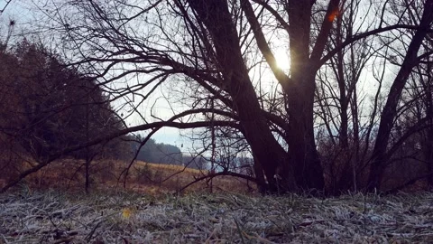 Cold autumn forest tree. Atmospheric backround landscape. Stock Footage 170307470