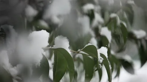 Cold beauty 動画素材 21991431
