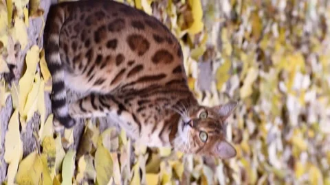Cold bengal cat sitting outdoors in autumn ,vertical 4k footage Stock Footage 290789018