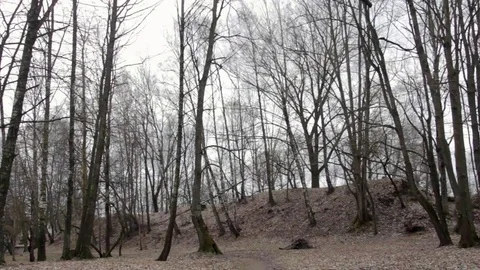 Cold blank autumn forest Video stock 74407827