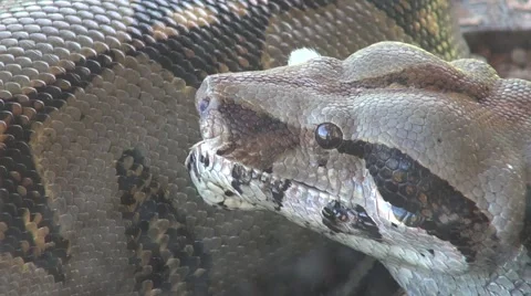 Cold blooded animal boa constrictor snake swallowing a rabbit Vídeos de archivo 54466779