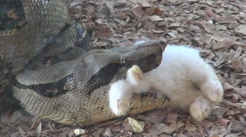 Cold blooded animal boa constrictor swallows a rabbit Vídeos de archivo 54466834