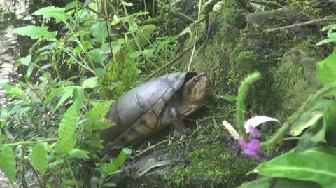 Cold blooded animal Vídeos de archivo 45628803