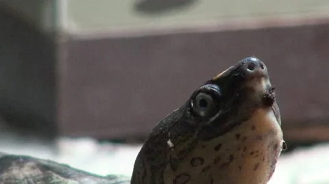 Cold blooded animal Vídeos de archivo 45869772