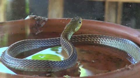 Cold blooded animal hunter snake getting in attack position Vídeos de archivo 54470120