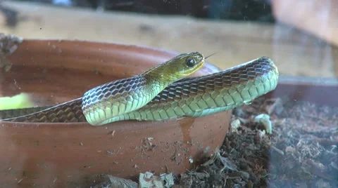 Cold blooded animal hunter snake in attack position Vídeos de archivo 54470182