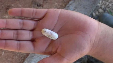 Cold blooded animal hunter snake egg in someones hand Vídeos de archivo 54470664