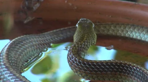 Cold blooded animal scared snake ready to attack Vídeos de archivo 54470119