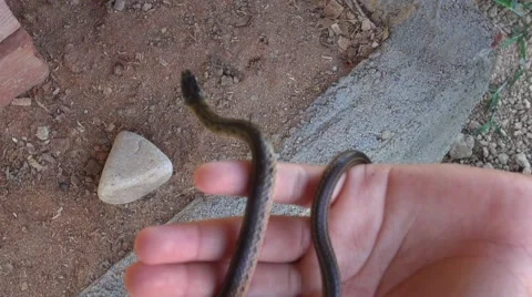 Cold blooded animal small snake Vídeos de archivo 54470694
