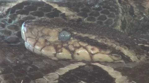 Cold blooded animal snake that recently shed skin Vídeos de archivo 54469546