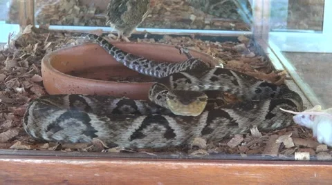 Cold blooded animal viper moving next to a white mouse Vídeos de archivo 54468896