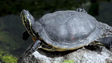 Cold blooded reptile close up. Cute pet turtle close up. Turtles outdoors in a   動画素材 105821179