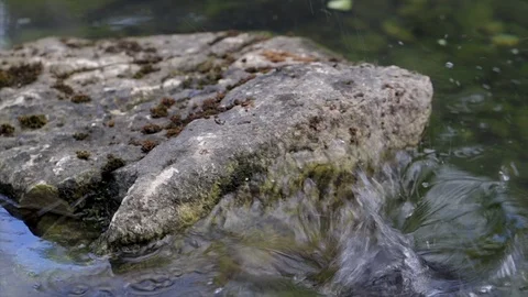 Cold blooded turtle jumping off a rock and splashing into the water. Animals Stock Footage 105300480