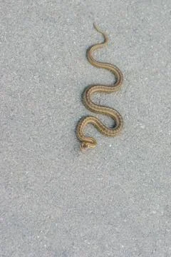 Cold-blooded viper warming its body on an asphalt surface at fall season Stock Photos