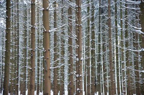 Cold boles Stock Photos
