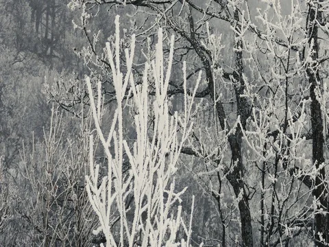Cold Branches Covered in Snow Stock Footage 73546294