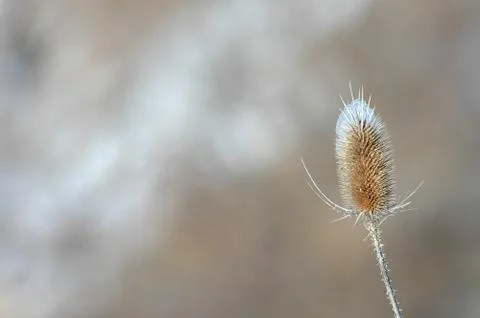 Cold Cockled Stock Photos