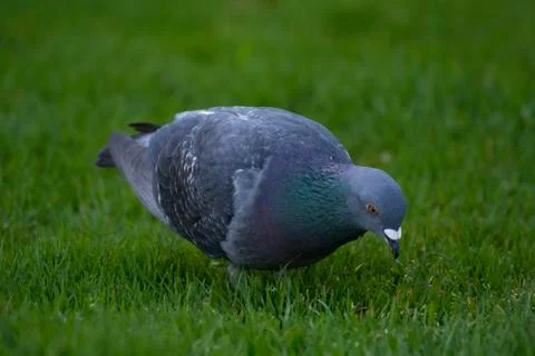 Cold colours bird Stock Photos