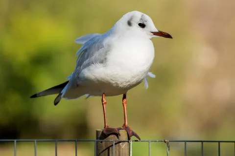 Cold colours bird with selective focus Stock Photos