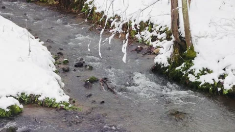 Cold creek in the forest Video stock 231261873