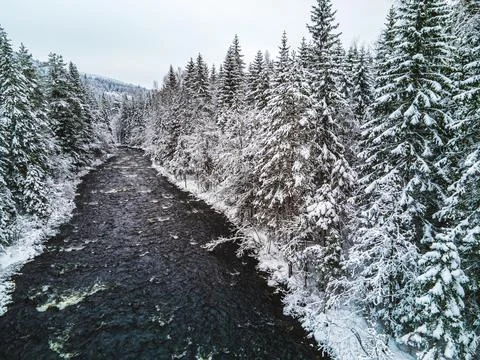 Cold dark river flowing through a wild snow covered pine forest. Stock Photos