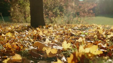Cold day in fall or autumn season falling leaves on ground fly and move by wind Stock Footage 256723286