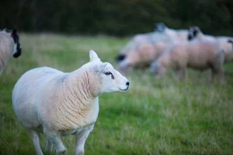 Cold day sheep  Stock Photos