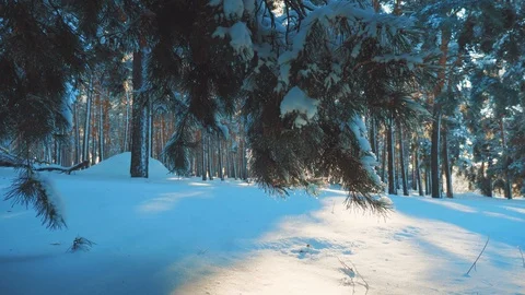 Cold day in the snowy winter bottom view forest sunset in beauty landscape Stock Footage 102061269
