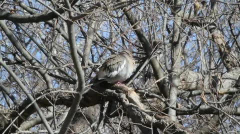 Cold Dove Video stock 10720797