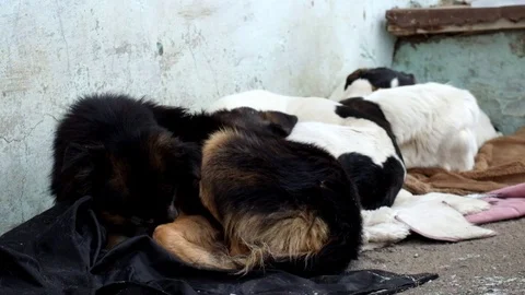In a cold dry winter, a stray dog lies on the ground Stock Footage 100367739