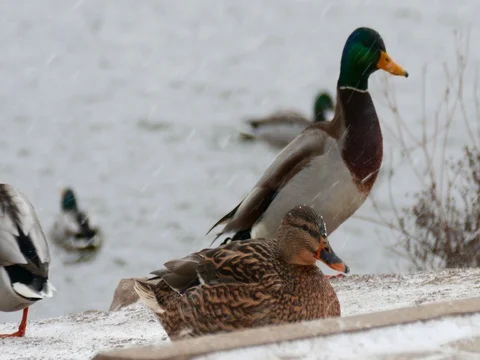 Cold Ducks in the Snow Vídeos de archivo 73546311