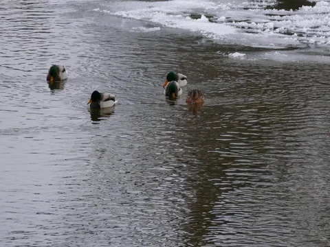 Cold Ducks Swimming on a Lake Stock Footage 73546335